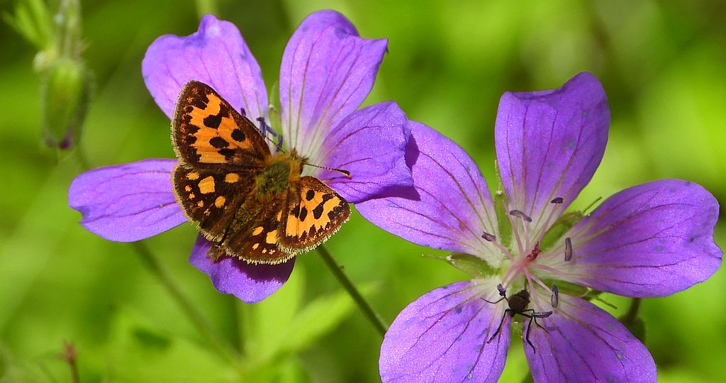 Kosternik leśniak (Carterocephalus silvicola)