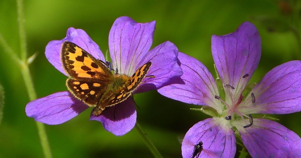 Kosternik leśniak (Carterocephalus silvicola)