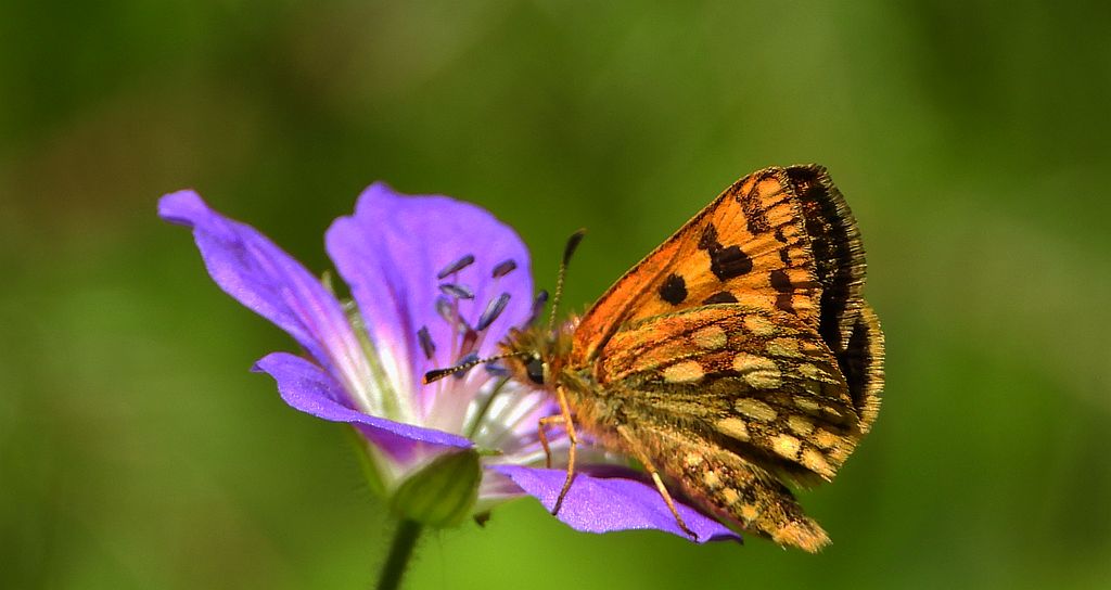 Kosternik leśniak (Carterocephalus silvicola)
