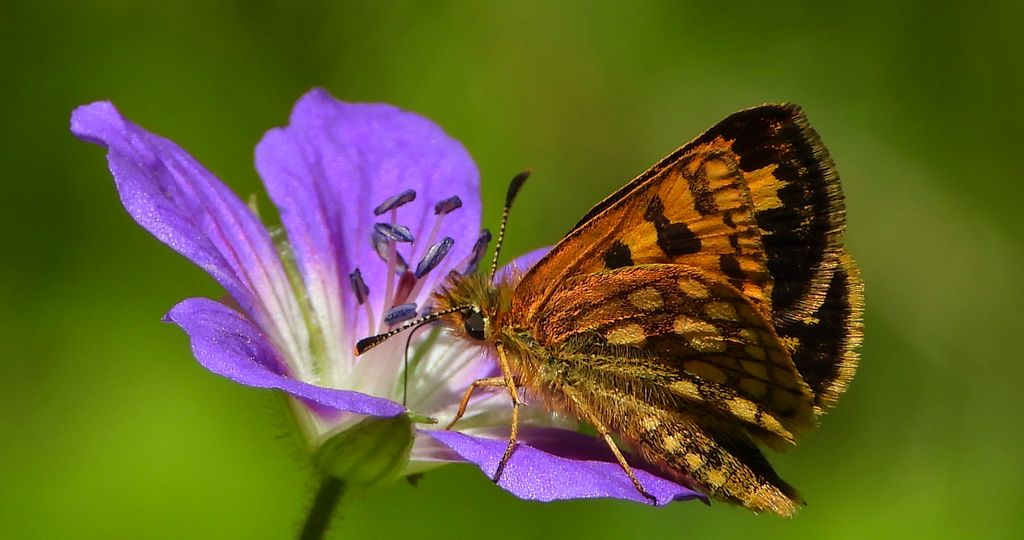 Kosternik leśniak (Carterocephalus silvicola)