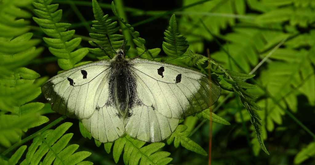 Niepylak mnemozyna (Parnassius mnemosyne)