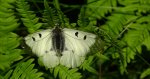 Niepylak mnemozyna (Parnassius mnemosyne)