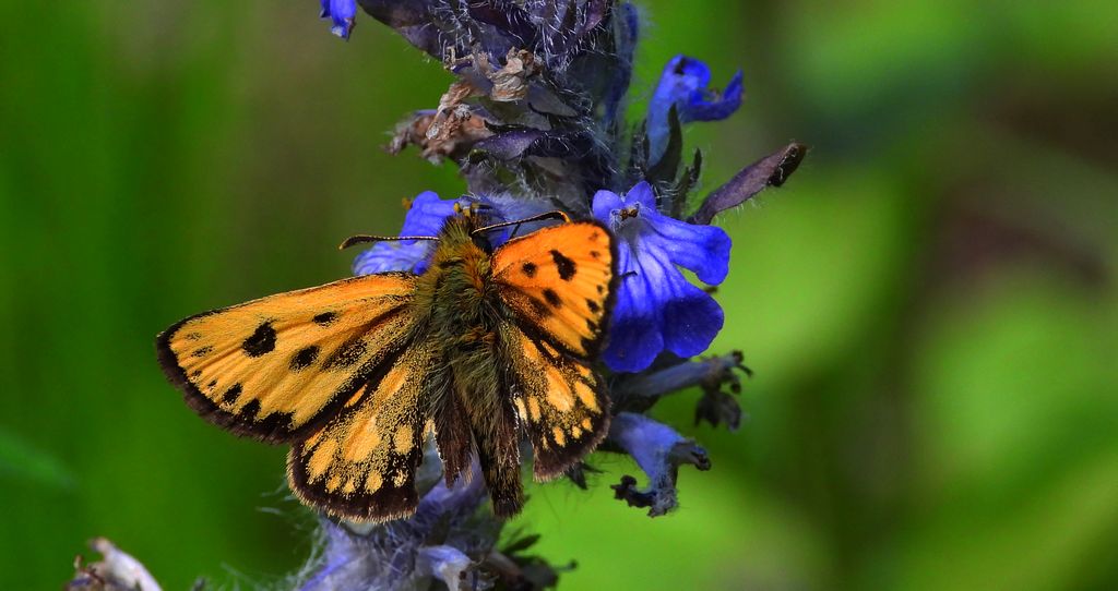 Kosternik leśniak (Carterocephalus silvicola)