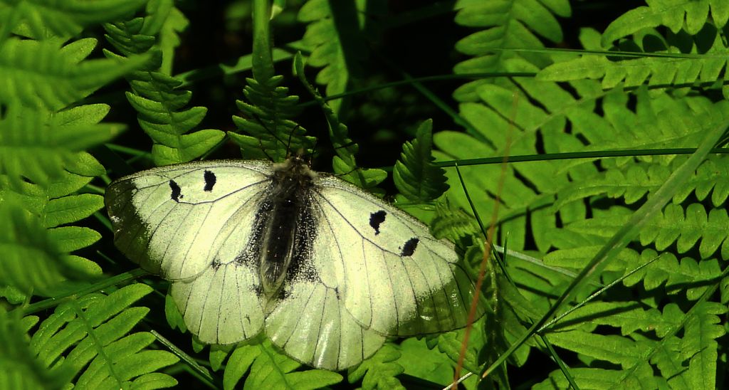 Niepylak mnemozyna (Parnassius mnemosyne)