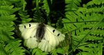 Niepylak mnemozyna (Parnassius mnemosyne)