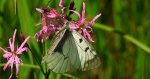 Niepylak mnemozyna (Parnassius mnemosyne)
