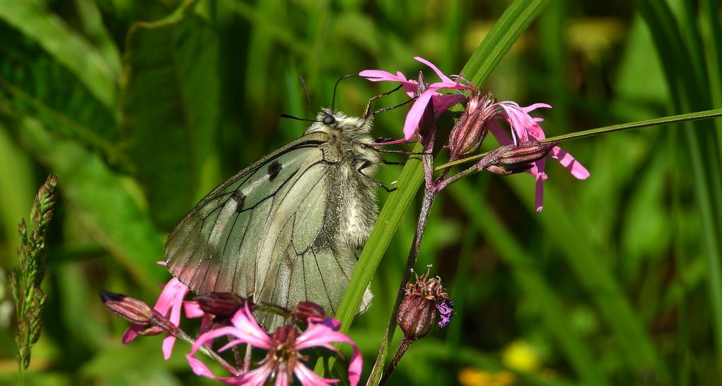 Niepylak mnemozyna (Parnassius mnemosyne)