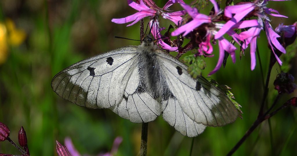 Niepylak mnemozyna (Parnassius mnemosyne)