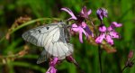Niepylak mnemozyna (Parnassius mnemosyne)