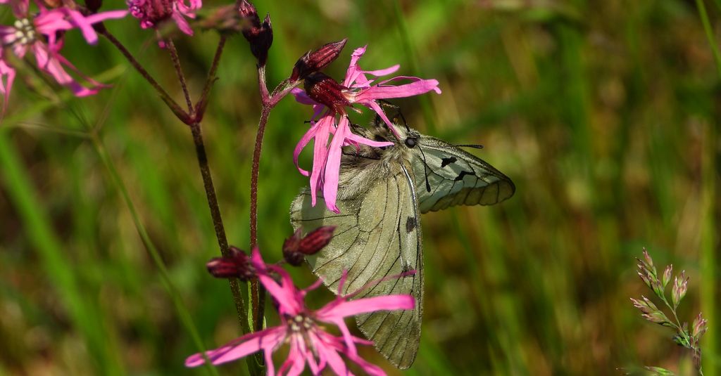 Niepylak mnemozyna (Parnassius mnemosyne)