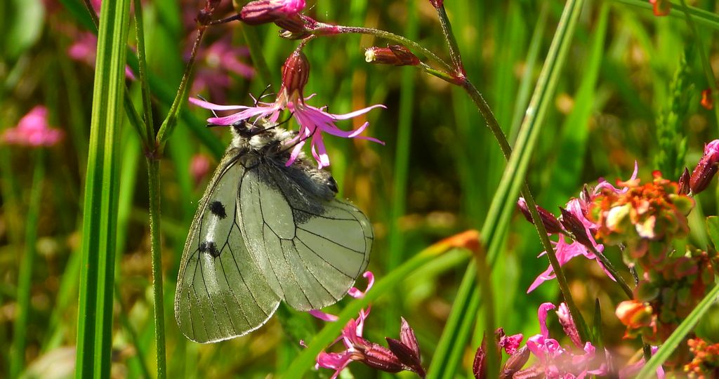 Niepylak mnemozyna (Parnassius mnemosyne)