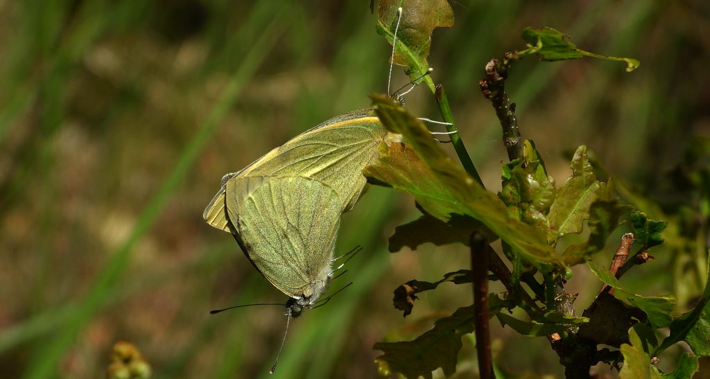 Bielinek rzepnik (Pieris rapae syn. Artogeia rapae)