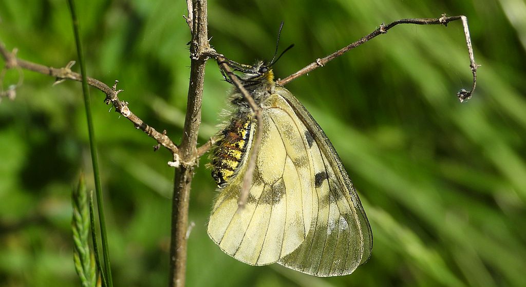 Niepylak mnemozyna (Parnassius mnemosyne)