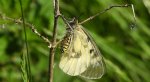 Niepylak mnemozyna (Parnassius mnemosyne)
