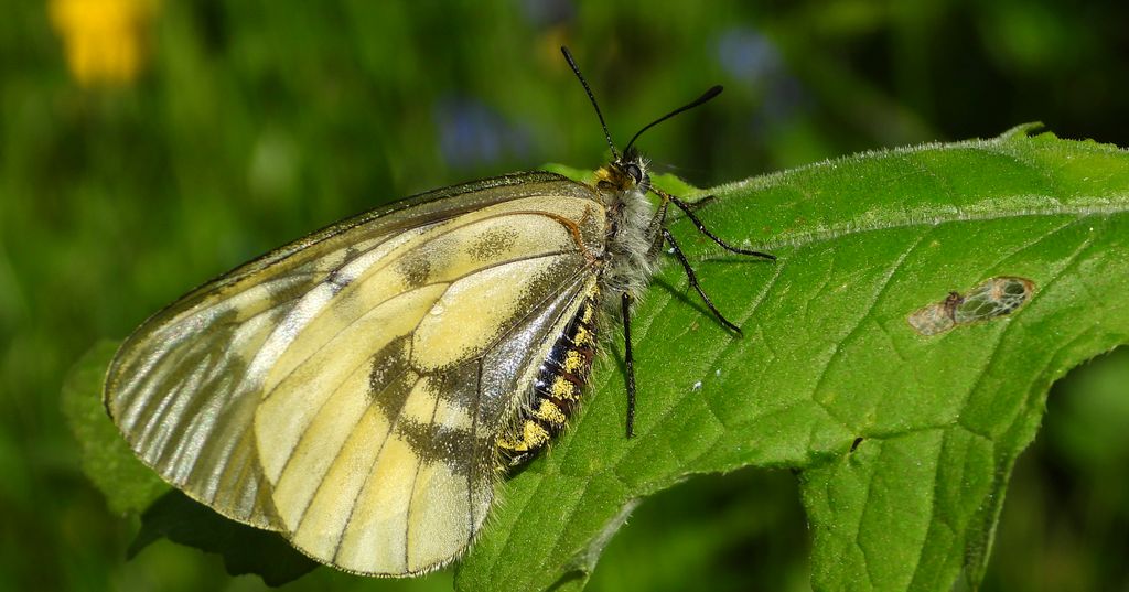 Niepylak mnemozyna (Parnassius mnemosyne)