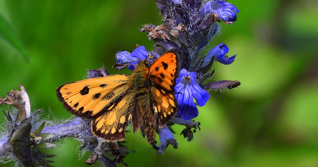 Kosternik leśniak (Carterocephalus silvicola)