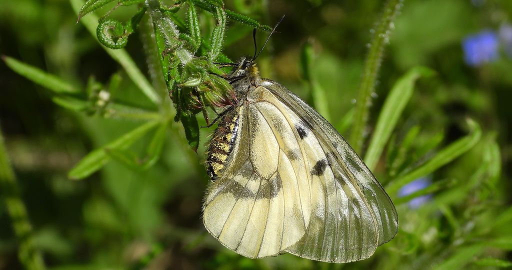 Niepylak mnemozyna (Parnassius mnemosyne)