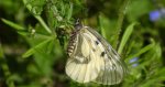 Niepylak mnemozyna (Parnassius mnemosyne)