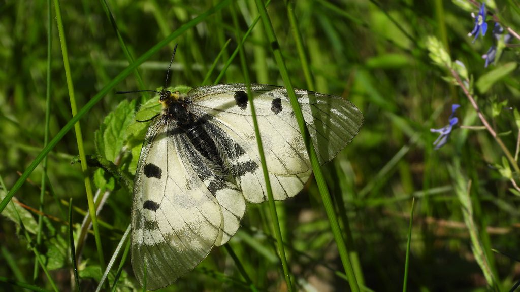 Niepylak mnemozyna (Parnassius mnemosyne)