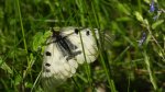 Niepylak mnemozyna (Parnassius mnemosyne)