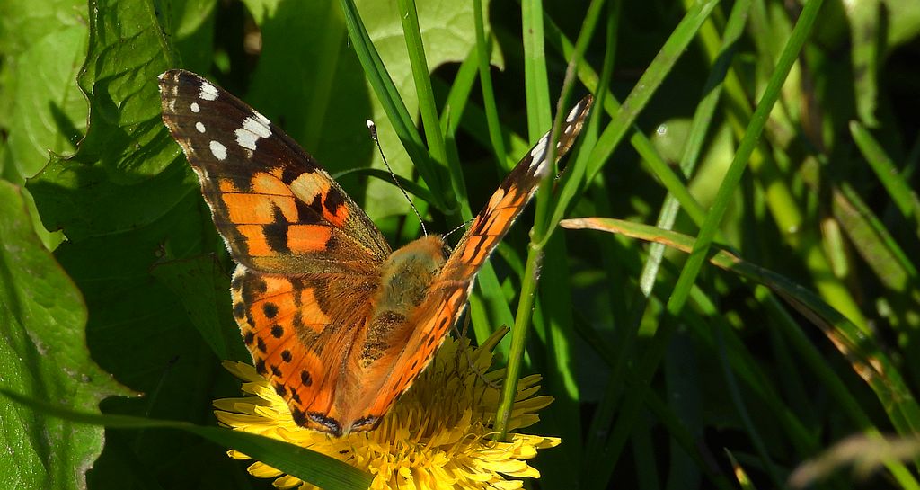 Rusałka osetnik (Vanessa cardui)