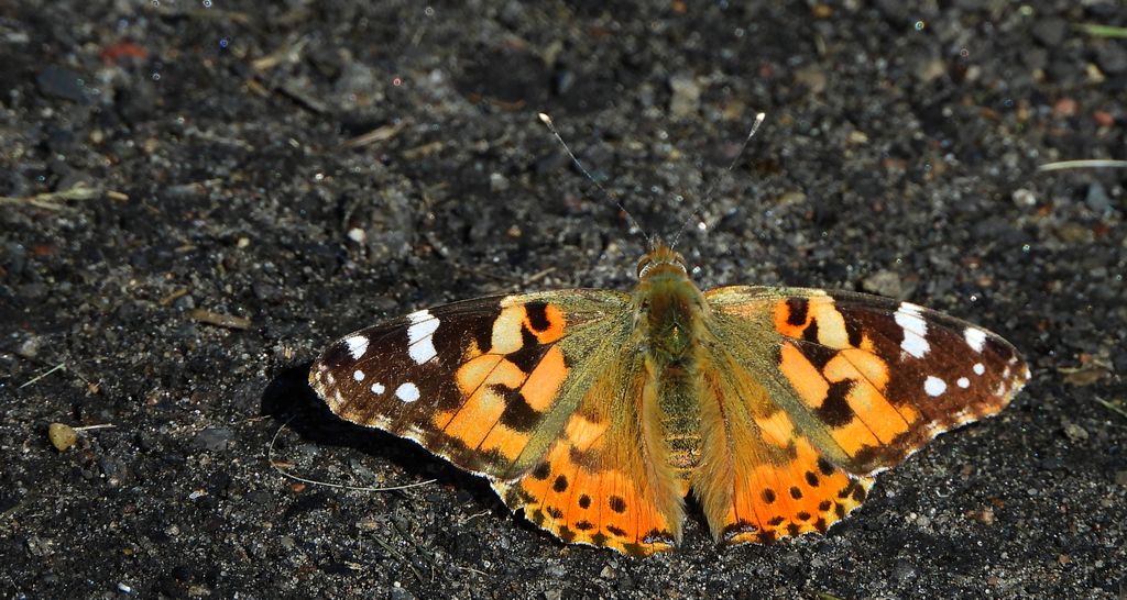 Rusałka osetnik (Vanessa cardui)