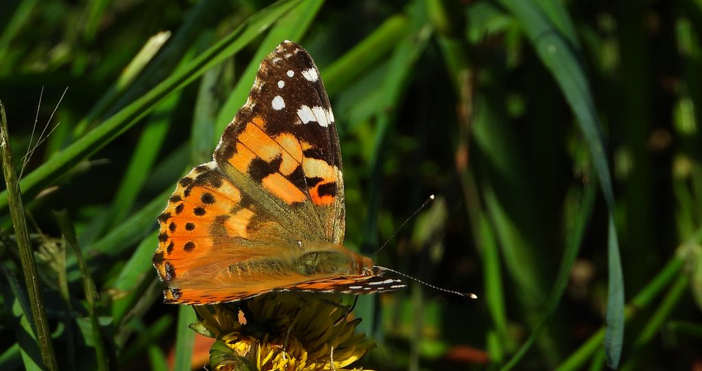 Rusałka osetnik (Vanessa cardui)