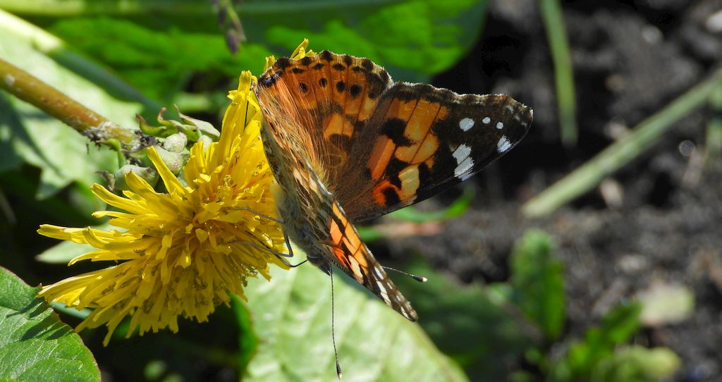 Rusałka osetnik (Vanessa cardui)