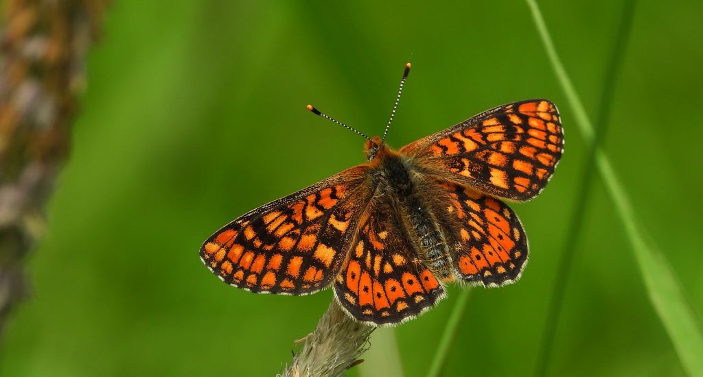 Przeplatka aurinia (Euphydryas aurinia)