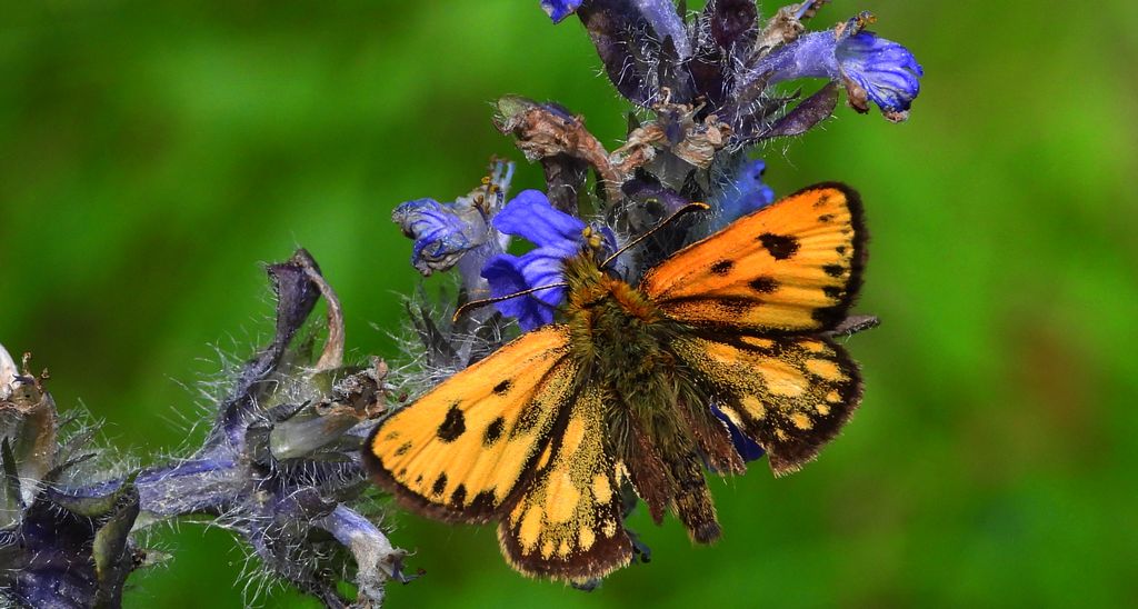 Kosternik leśniak (Carterocephalus silvicola)
