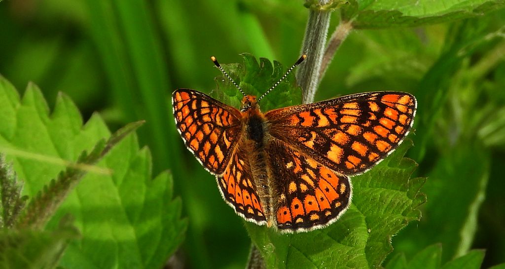 Przeplatka aurinia (Euphydryas aurinia)