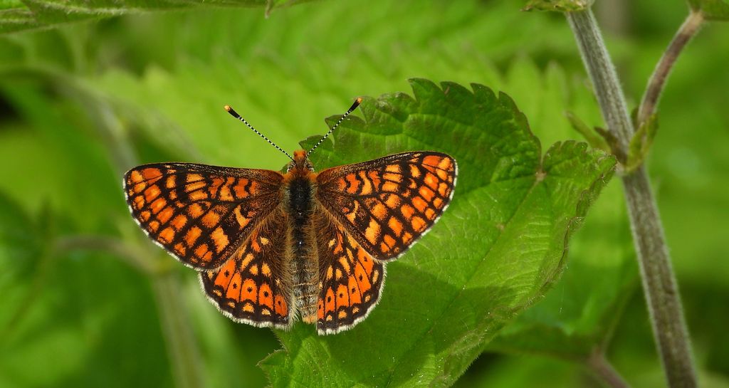 Przeplatka aurinia (Euphydryas aurinia)