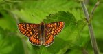 Przeplatka aurinia (Euphydryas aurinia)