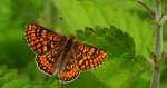 Przeplatka aurinia (Euphydryas aurinia)