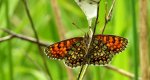 Przeplatka atalia (Melitaea athalia)