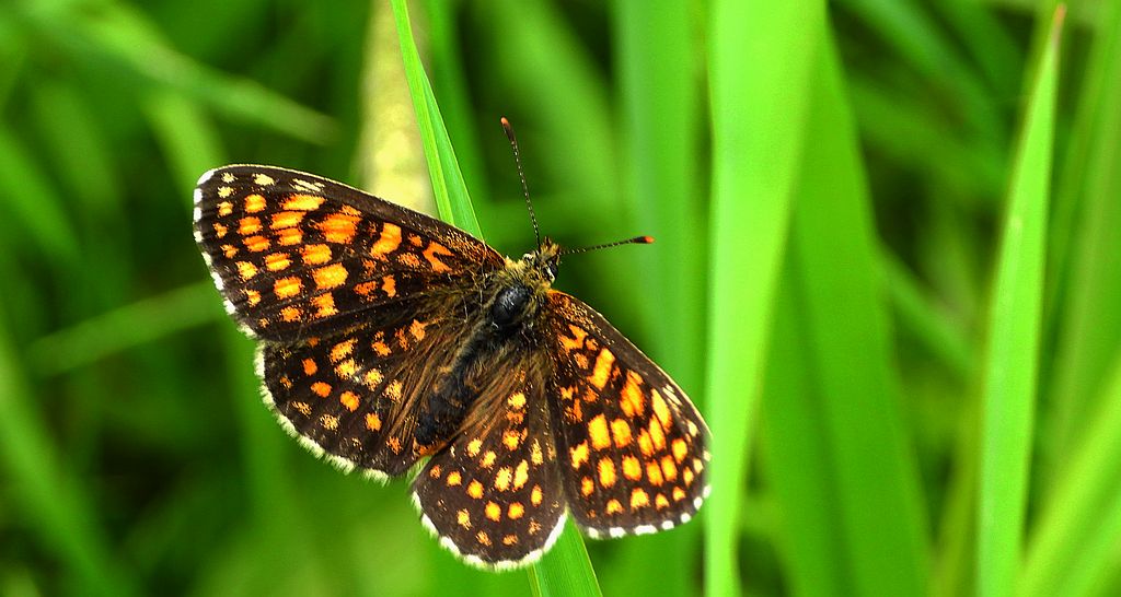 Przeplatka atalia (Melitaea athalia)