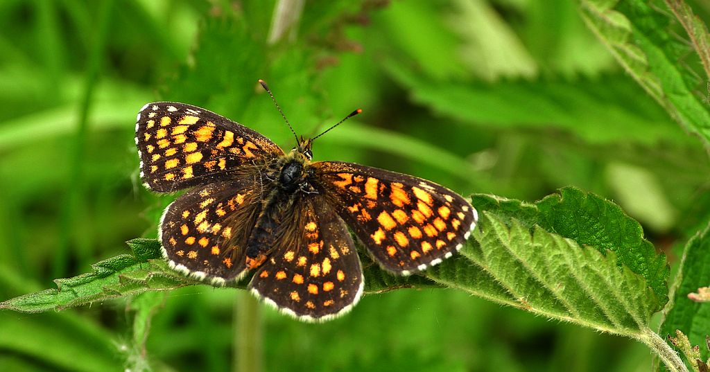 Przeplatka atalia (Melitaea athalia)