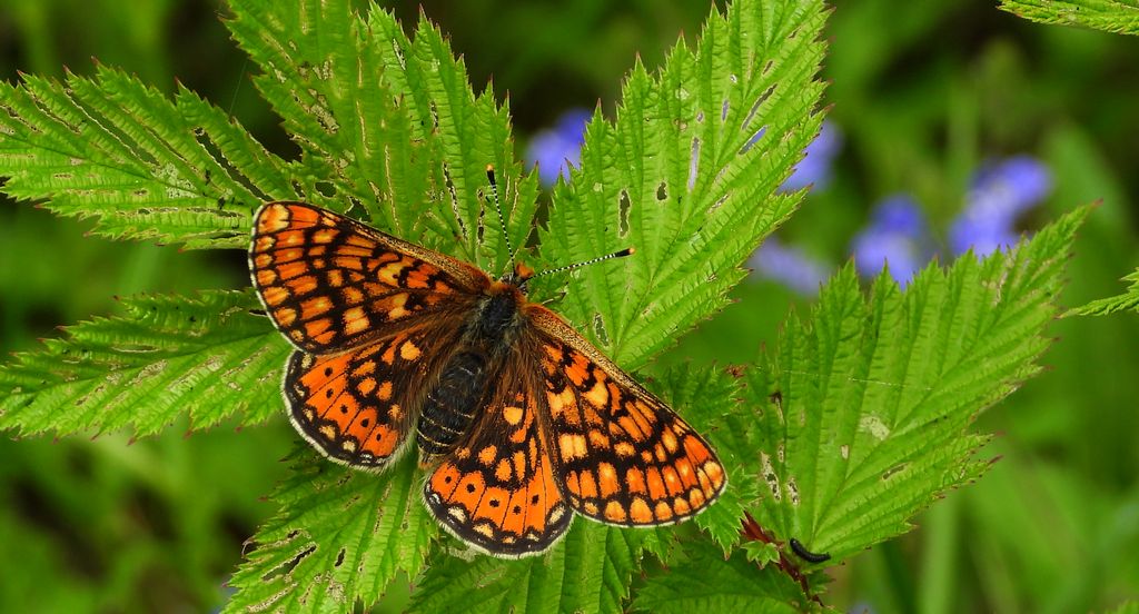Przeplatka aurinia (Euphydryas aurinia)