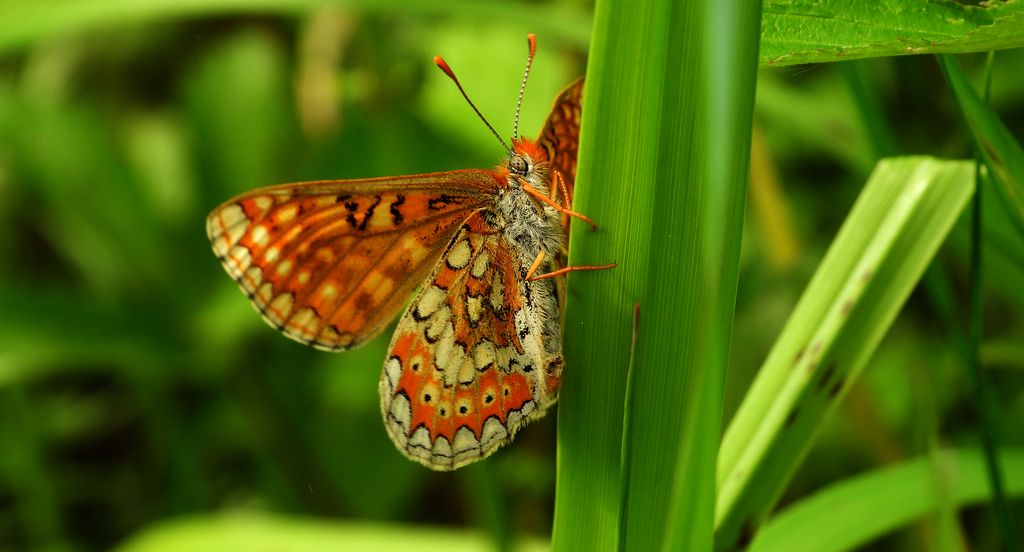 Przeplatka aurinia (Euphydryas aurinia)