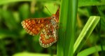 Przeplatka aurinia (Euphydryas aurinia)