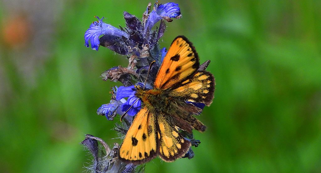 Kosternik leśniak (Carterocephalus silvicola)