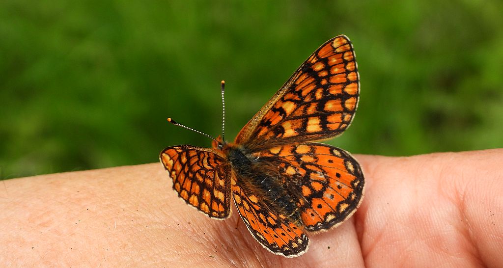 Przeplatka aurinia (Euphydryas aurinia)