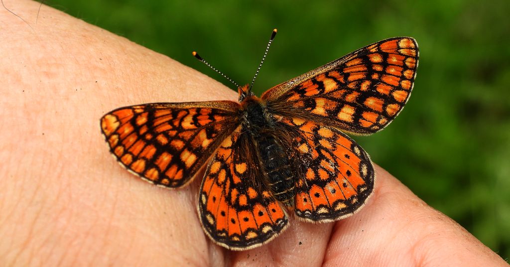 Przeplatka aurinia (Euphydryas aurinia)
