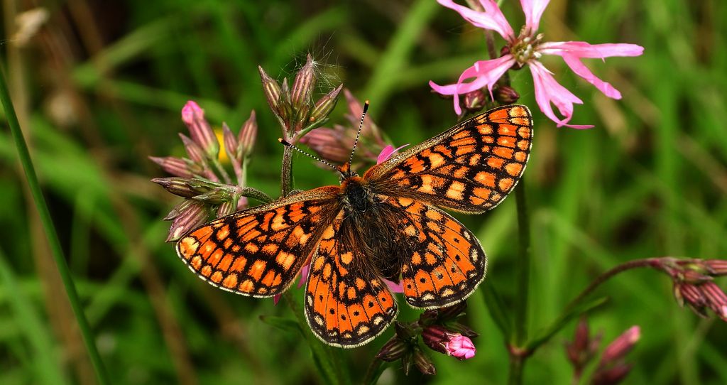 Przeplatka aurinia (Euphydryas aurinia)