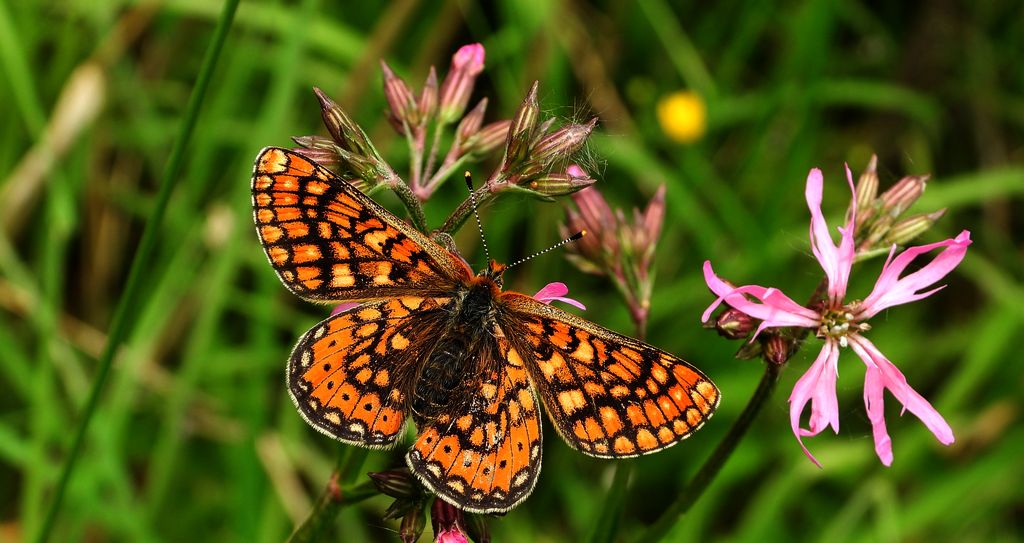 Przeplatka aurinia (Euphydryas aurinia)