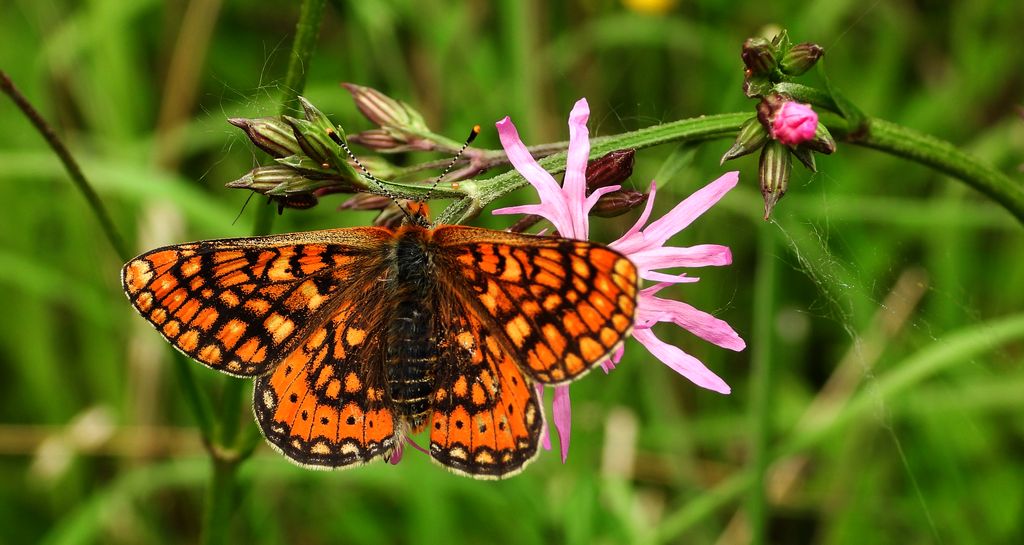 Przeplatka aurinia (Euphydryas aurinia)