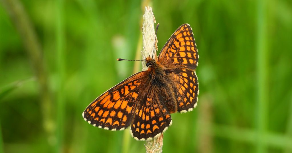 Przeplatka atalia (Melitaea athalia)