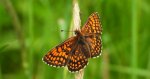 Przeplatka atalia (Melitaea athalia)