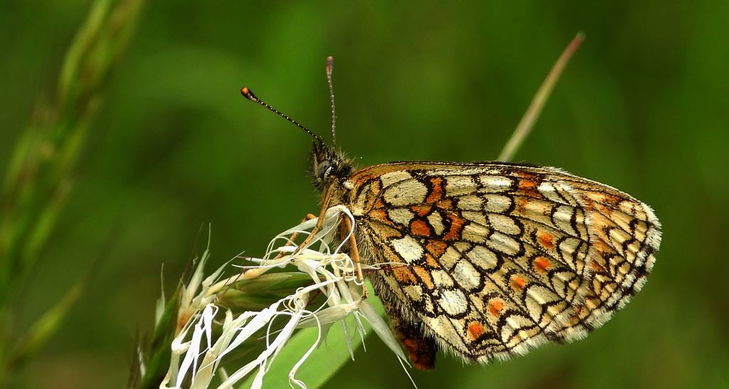 Przeplatka atalia (Melitaea athalia)