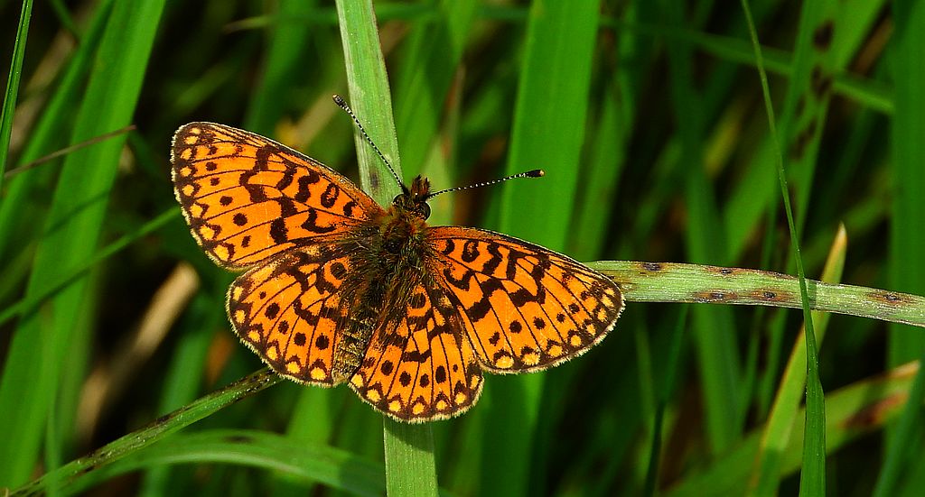 Dostojka selene (Boloria selene)